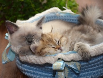 WK11_2016-06-16_016_met Teigen