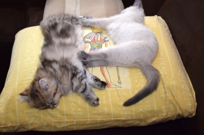 WK11_2016-06-20_028_Aislinn en Qwin