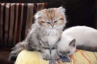 WK11_2016-06-20_030_Aislinn en Qwin