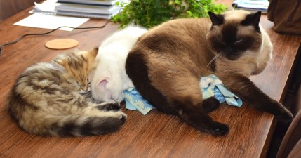 WK13_2016-06-28, 003