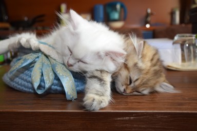 WK13_2016-07-02, 017