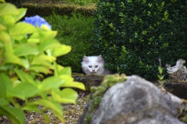 WK13_2016-07-04, 056