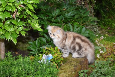 WK13_2016-07-04, 059