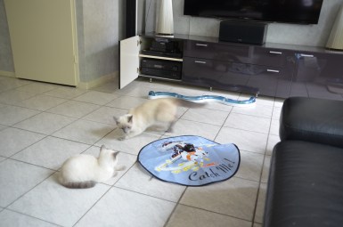 2016-07-16, 37_Teigen en Xem