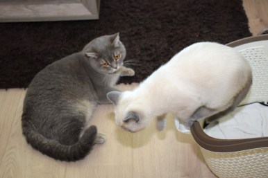 2016-07-18, 03_Elsha en Bowie