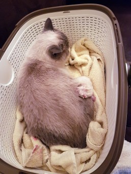 WK01_2016-04-14_027_bevalling_Elsha