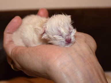 WK01_2016-04-14_028_bevalling_Elsha