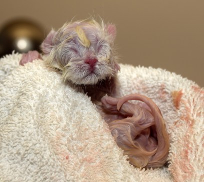 WK01_2016-04-14_037_bevalling_Qwin