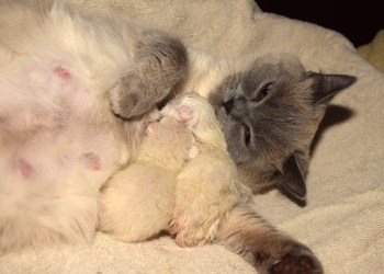 WK01_2016-04-14_044_bevalling_Elsha en Qwin