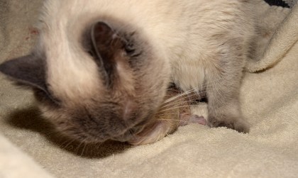 WK01_2016-04-14_045_bevalling_Teigen