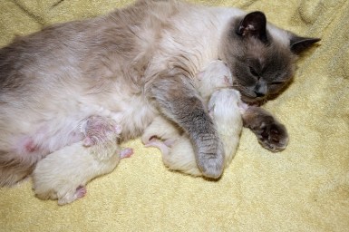 WK01_2016-04-14_053_bevalling