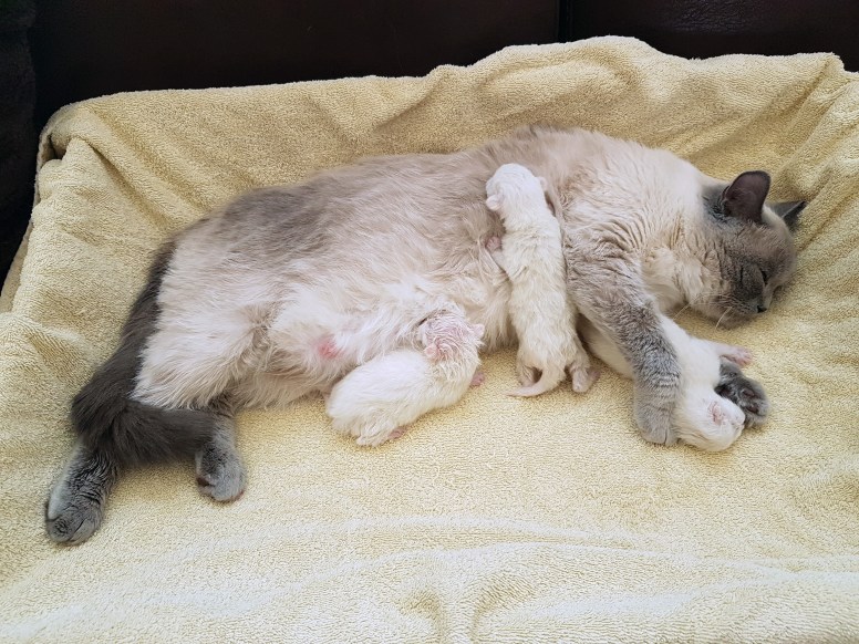 WK01_2016-04-14_054_bevalling