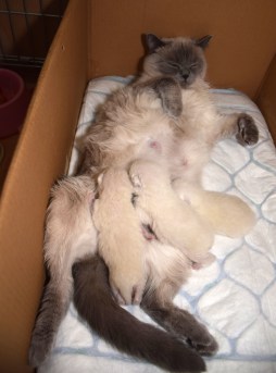 WK01_2016-04-17_068_Elsha, Teigen, Qwin