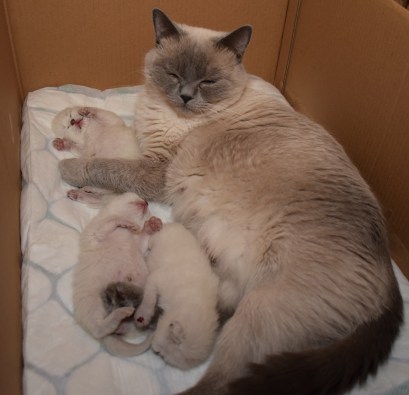 WK01_2016-04-20_126_Qwin, Elsha en Teigen