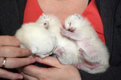 WK02_2016-04-21_002_Qwin, Teigen en Elsha