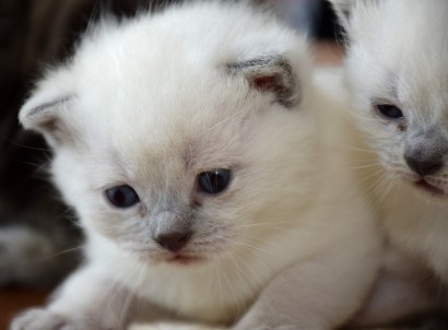 WK03_2016-05-01_025_Teigen