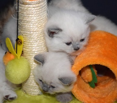 WK04_2016-05-08_018_Teigen en Qwin