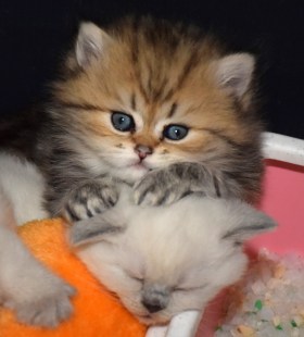 WK04_2016-05-10_021_Qwin en Aislinn