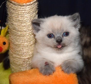 WK04_2016-05-11_033_Elsha