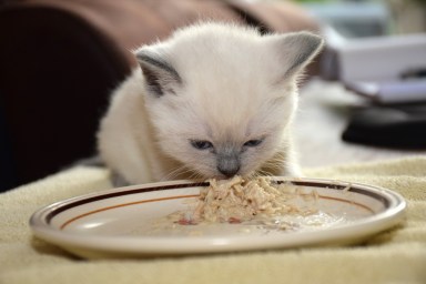 WK05_2016-05-14_011_Teigen