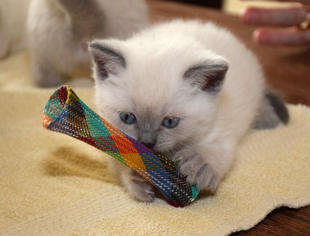 WK05_2016-05-16_036_Teigen