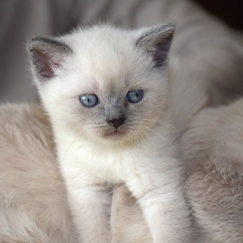 WK05_2016-05-16_048_Teigen