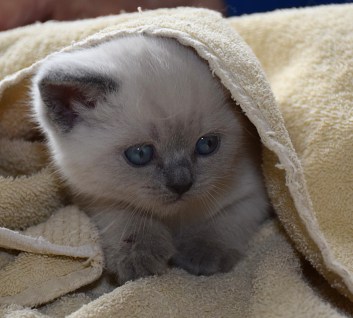 WK05_2016-05-16_057_Elsha