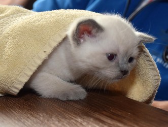 WK05_2016-05-16_062_Teigen