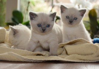 WK05_2016-05-16_073_Qwin, Elsha en Teigen