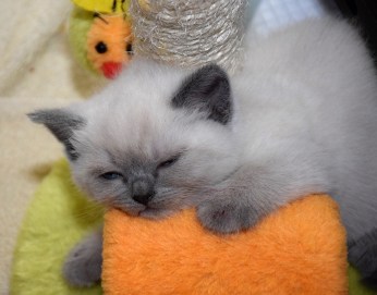 WK06_2016-05-19_004_Elsha