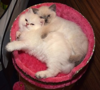 WK06_2016-05-24_107_Teigen en Galen