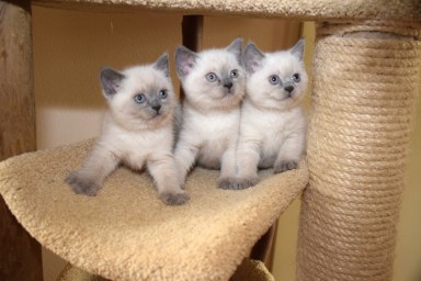 WK07_2016-05-27_011_Elsha, Teigen en Qwin