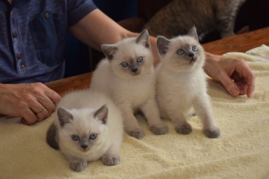 WK07_2016-05-29_033_032_Qwin, Teigen en Elsha