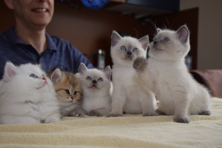 WK07_2016-05-29_037_Galen, Aislinn, Qwin, Teigen en Elsha