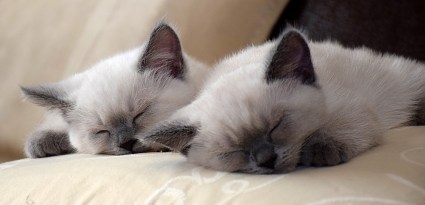 WK09_2016-06-12_029_Qwin en Elsha