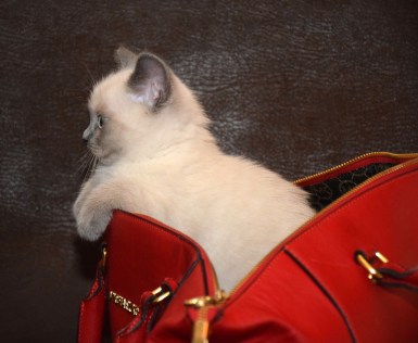 WK09_2016-06-15_087_Elsha