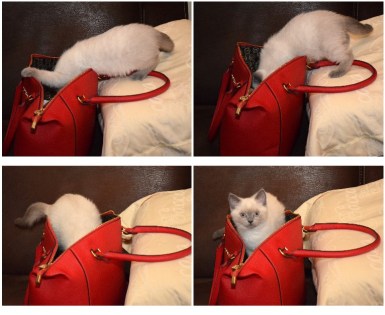 WK09_2016-06-15_088_Collage Elsha