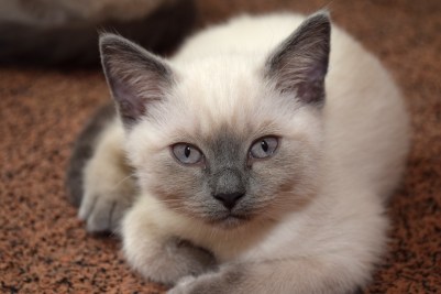 WK11_2016-06-24_003_Teigen