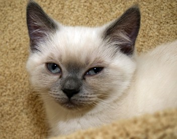 WK11_2016-06-24_004_Elsha