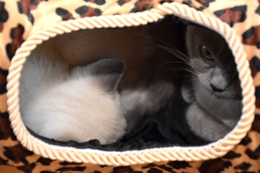 WK11_2016-06-25_015_Teigen