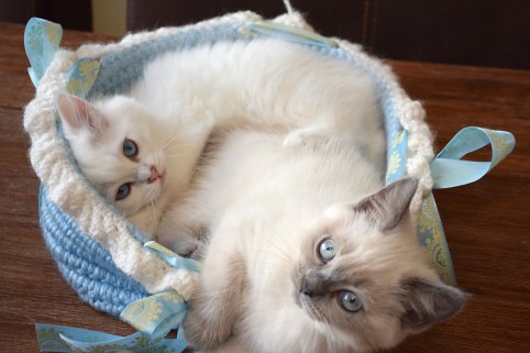 WK11_2016-06-26_018_Qwin en Galen