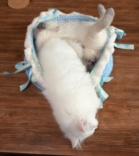 WK11_2016-06-27_019_Elsha met Galen