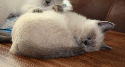 WK12_2016-07-01, 010_Elsha