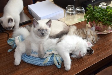 WK12_2016-07-02, 018_Qwin met Galen en Aislinn