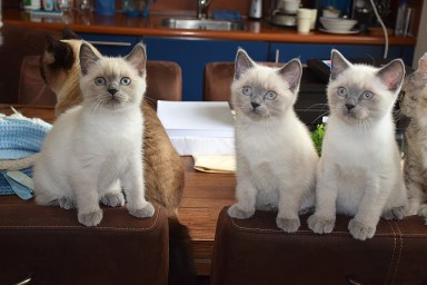 WK12_2016-07-03, 042_Elsha, Qwin en Teigen