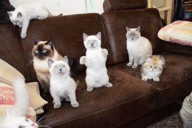 WK12_2016-07-03, 054_Elsha, Laleh, Qwin, Teigen, Mili en Aislinn