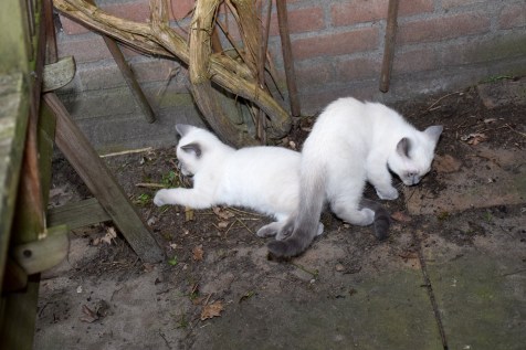 WK12_2016-07-04, 080_Qwin en Teigen