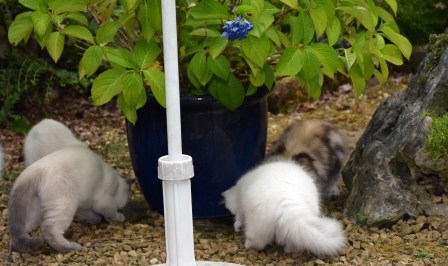 WK13_2016-07-09, 004_Qwin, Teigen, Galen en Aislinn