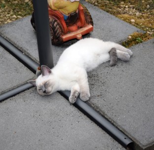 WK13_2016-07-10, 009_Qwin