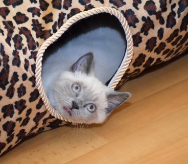 WK13_2016-07-13, 015_Qwin